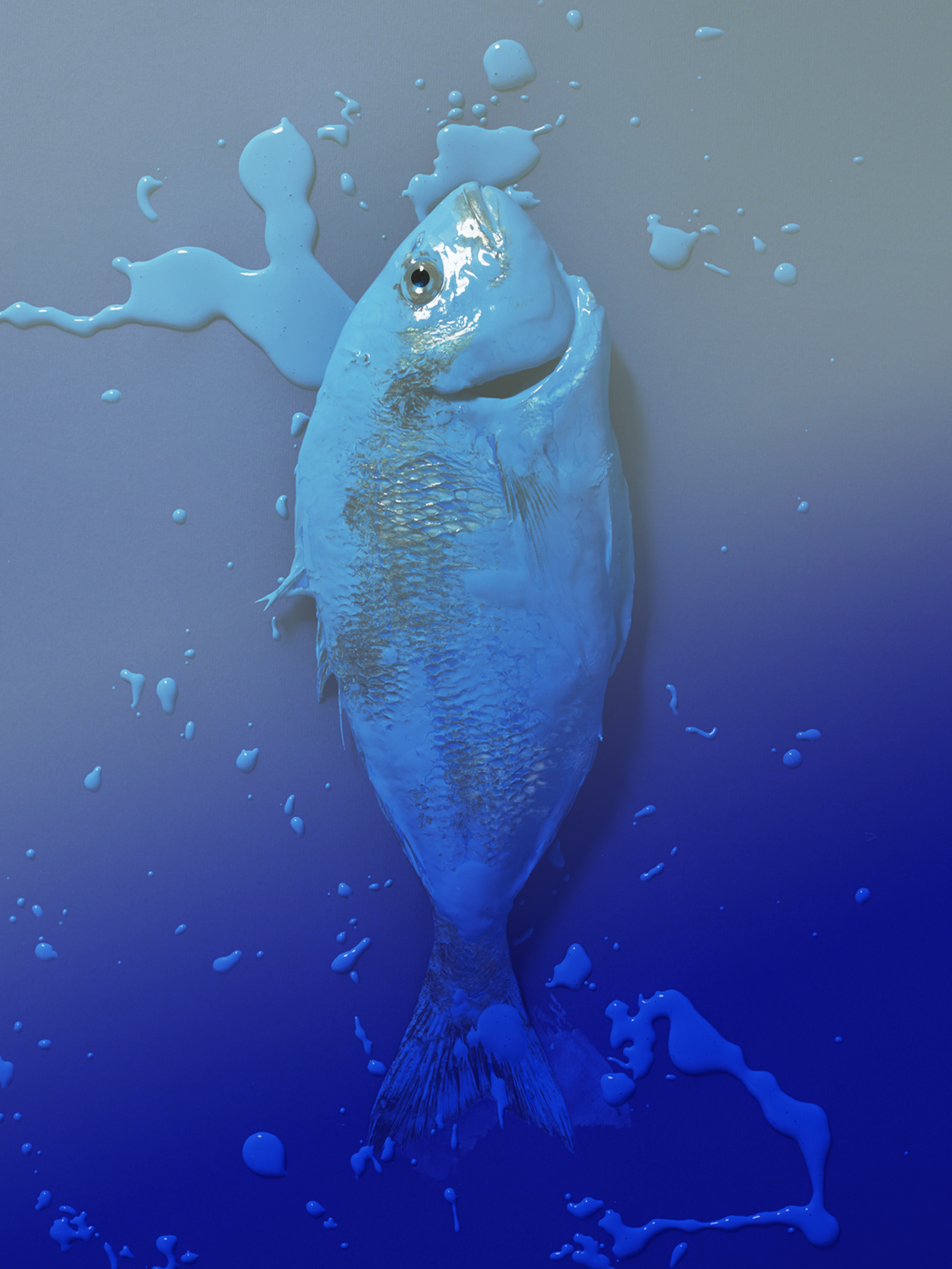 BlueFish_Costa