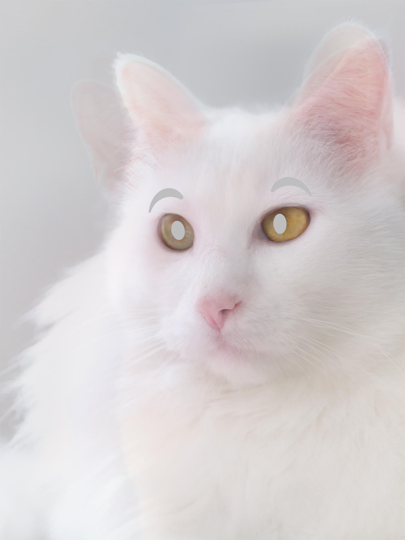 Cat_EYES
