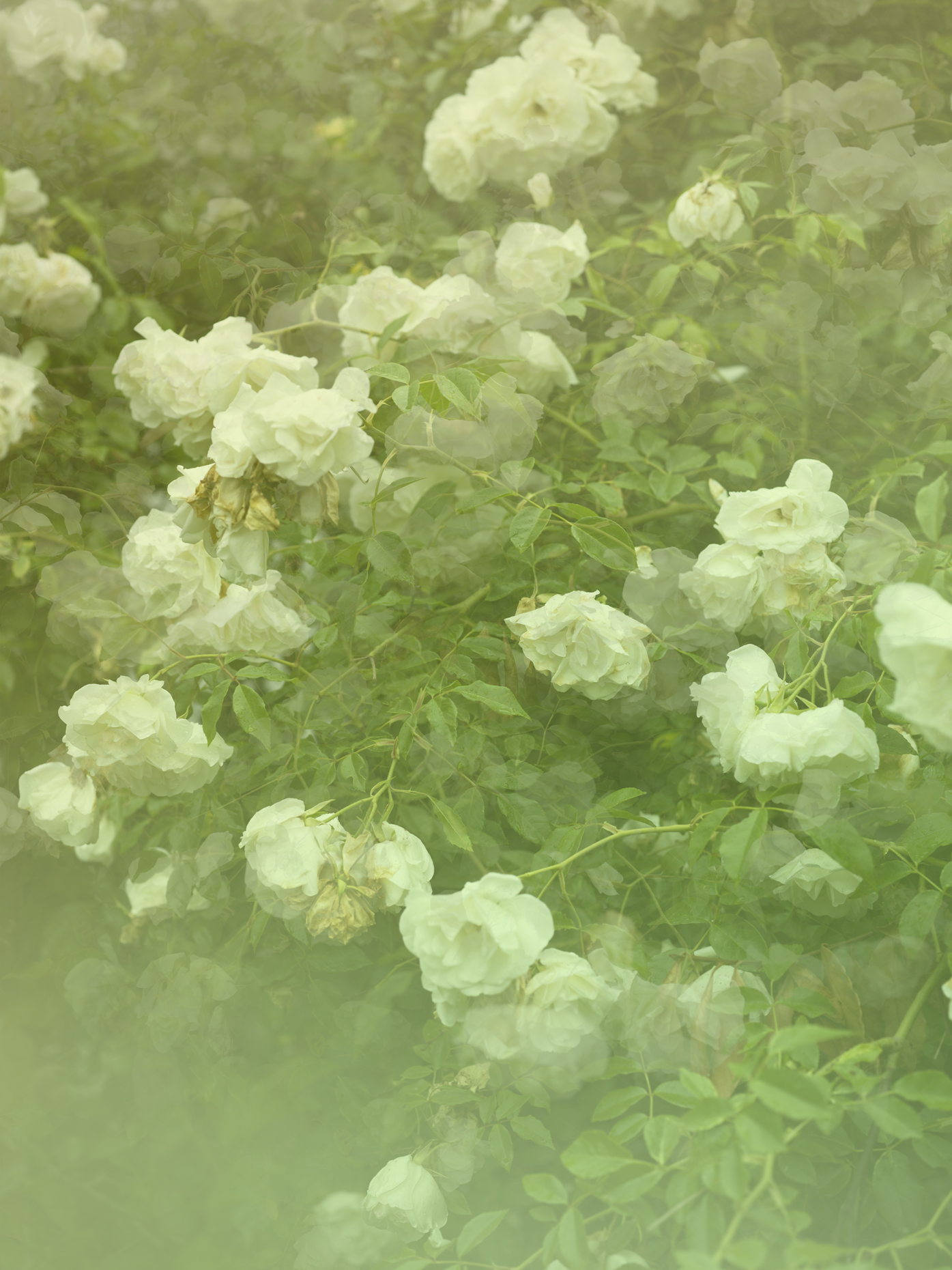 GreenFLOWERs